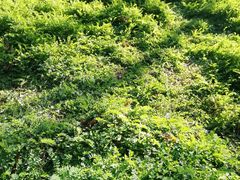 -黑龙江省森林植物园