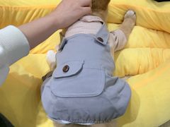 -逗柴咖啡屋·狗咖猫咖宠物桌游