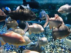 -成都浩海立方海洋公园