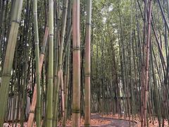 -柳侯公园