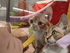 -babydoll猫舍·米努特·德文·缅因(久光中心店)