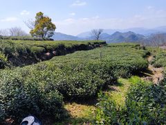 -桑洲油菜花景区