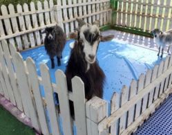 -萌宠亲子动物乐园(槐房万达店)