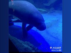 -烟台海昌鲸鲨海洋公园