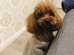 -伟伟宠物医院·CT影像中心·瑞派犬猫综合性门诊(汉口总院)