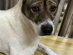 -中农国际动物医院24小时·猫科·骨科·急重症中心