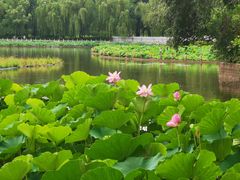 -莲花池公园