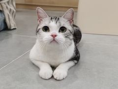 -有喵·猫咖·狗咖·30几只猫10只小狗(岗厦店)