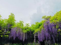 -嘉定紫藤园