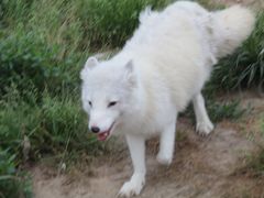 -野生动物园-停车场