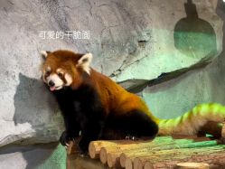 -Zoolung Zoolung动物主题公园(海信广场店)