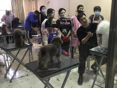 -优缇多格专业宠物美容师培训学校