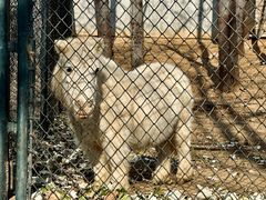 -大连森林动物园