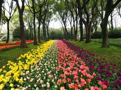 -上海鲜花港