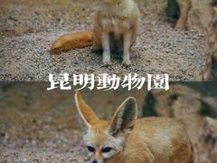 -昆明动物园
