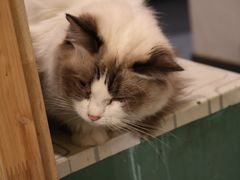 -猫色咖啡·猫咖