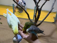 -上海大自然野生昆虫馆(东方明珠·爬宠昆虫探索中心)