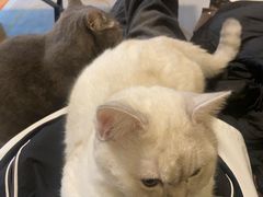-瑞派名望志远动物医院·猫科·內科·异宠专科(直港大道店)