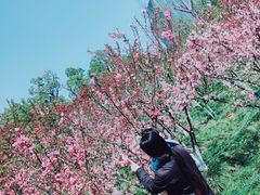 -大宁郁金香公园-停车场