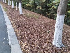 -黄山太平湖风景区