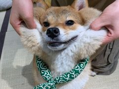 -逗柴咖啡屋·狗咖猫咖宠物桌游