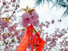 -西安青龙寺遗址景区