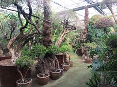 -呀路古热带植物园