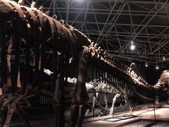 -世界恐龙谷景区