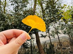 -上海佘山国家森林公园天马山园