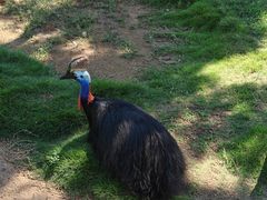 -西霞口神雕山野生动物世界