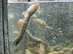 -渔码头食府(蓬莱阁店)