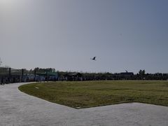 -盐城丹顶鹤湿地生态旅游区