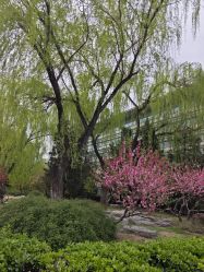 -北京京都儿童医院
