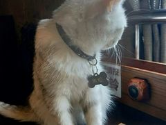 -喵园·猫主题咖啡厅·撸猫·猫咖(国贸店)