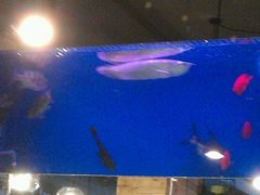 android_upload_pic-韩礼年糕(飞虹路店)