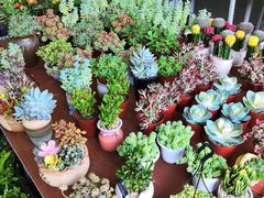 -金科花卉市场