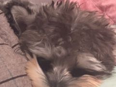 -乖乖宠物医院·猫科·骨科·24小时(云岗分院)