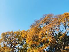 -八大关景区