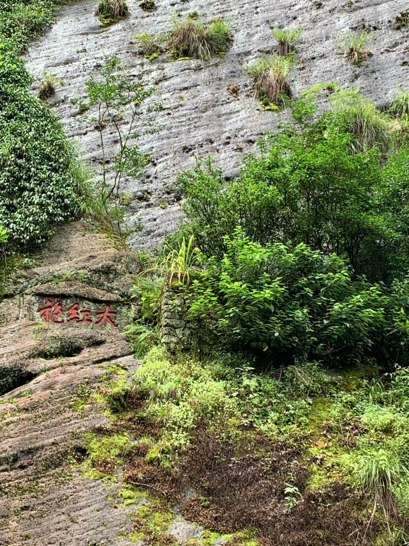武夷山最出名的应该就是大红袍母树了,没看到之前想象中应该多么高大