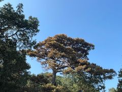 -香山公园