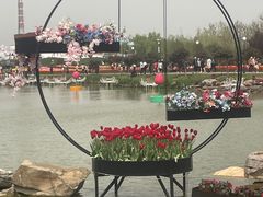 -荷兰花海