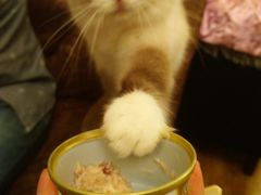 -猫色咖啡·猫咖