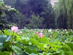 -莲湖公园