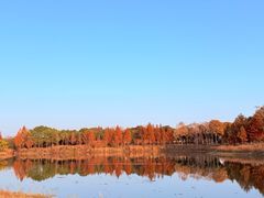 -贡湖湾湿地公园