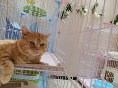 -藏猫猫咖啡主题馆(中央大道店)