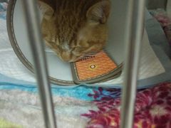 -艾贝尔宠物医院·24H转诊中心·肿瘤猫专科(江宁双龙店)