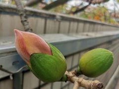 -黄埔荔枝公园