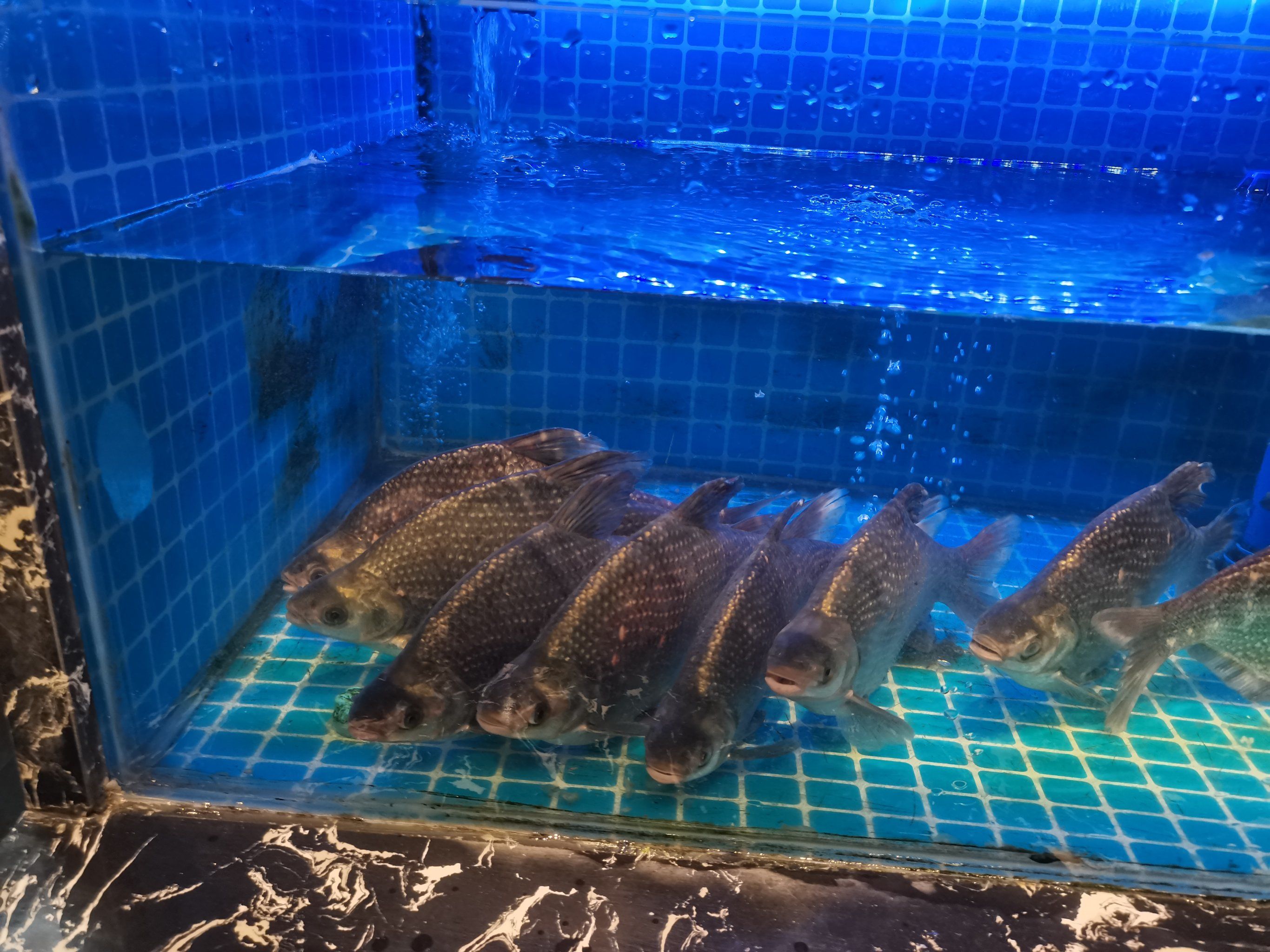 饭橘汉江码头现杀现做的鱼就是味美鲜香