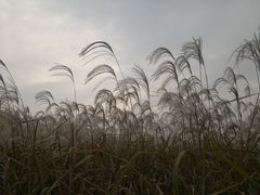 -宁波杭州湾国家湿地公园