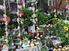 -循礼门鲜花花市(武汉循礼门店)